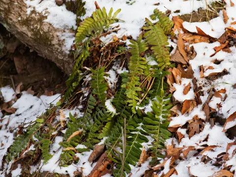Christmas Fern
