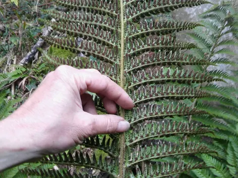 Gelappter Schildfarn (Polystichum aculeatum)