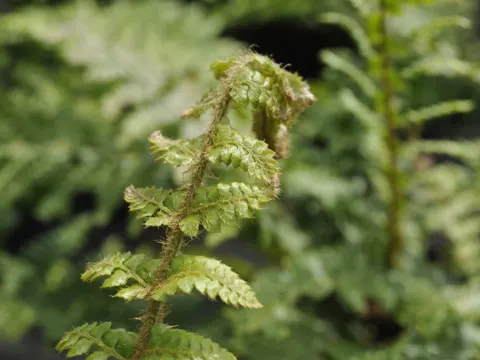 Brauns Schildfarn (Polystichum braunii)