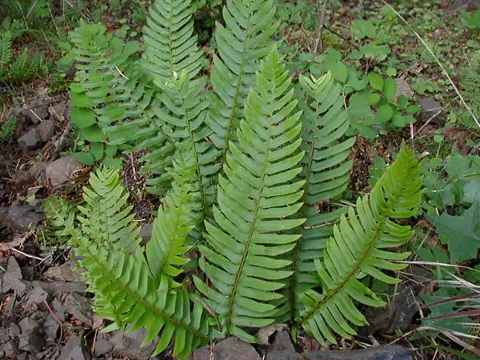 Western Sword-fern