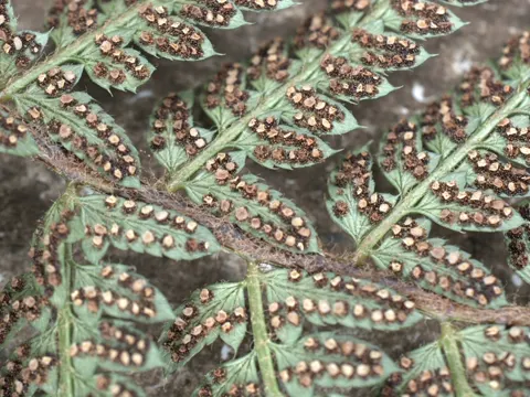 Borstiger Schildfarn (Polystichum setiferum)