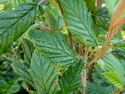 Pomaderris aspera