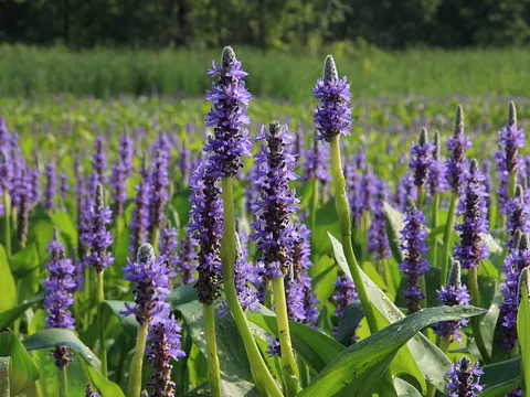 Pickerelweed