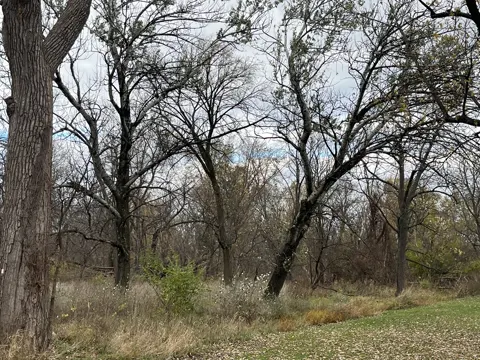 Silber-Pappel (Populus alba)