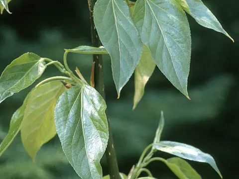 Balsampappel (Populus balsamifera)
