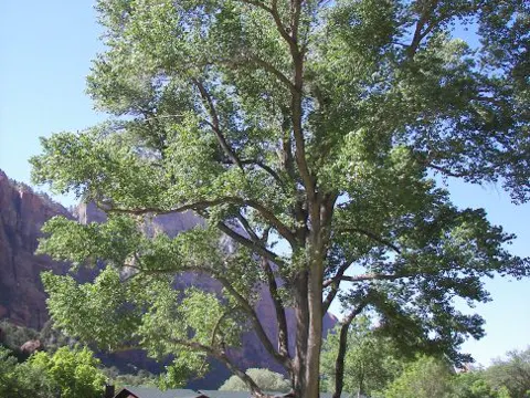 Fremonts Pappel (Populus fremontii)