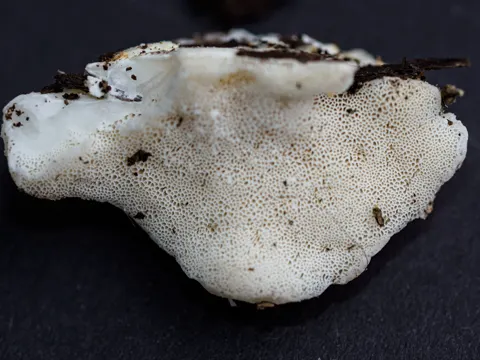 Postia tephroleuca (Postia tephroleuca)