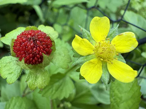 Mock Strawberry
