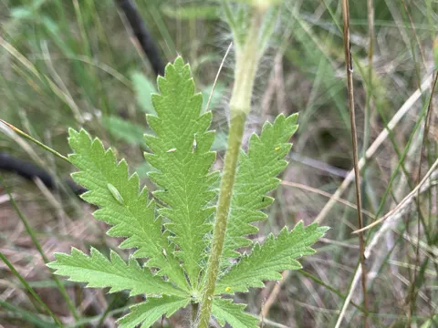 Hohes Fingerkraut (Potentilla recta)