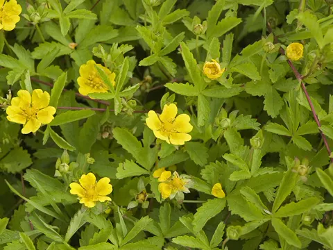 Cinquefoil