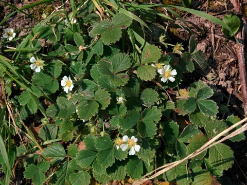 Barren Strawberry