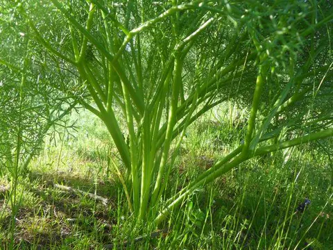 Prangos ferulacea