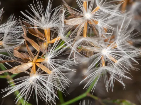 Hasenlattich (Prenanthes purpurea)