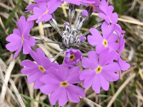 Mehl-Primel (Primula farinosa)