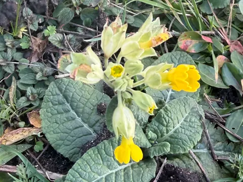 Schlüsselblume (Primula veris)