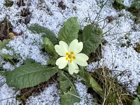 Primrose