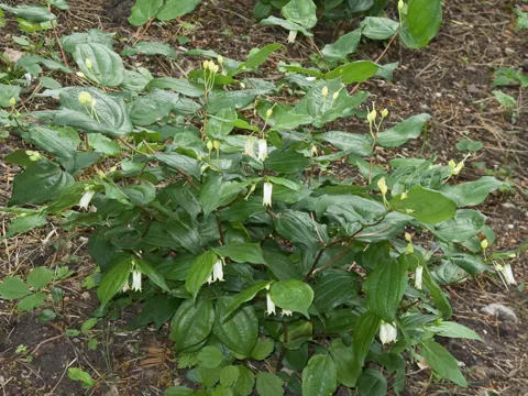 Smith's Fairybells