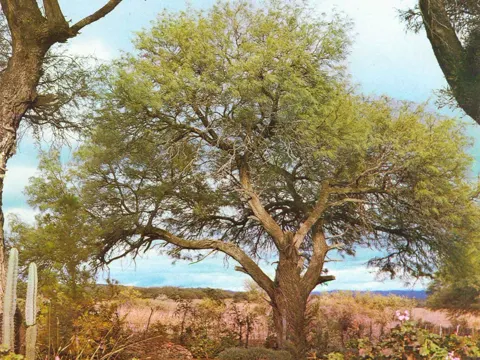 White Algarroba