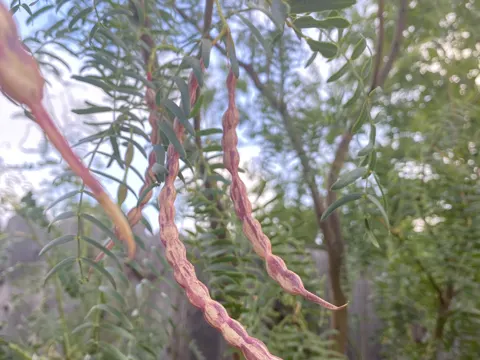 Honig-Mesquite (Prosopis glandulosa)