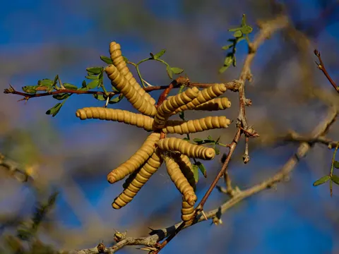 Screwbean Mesquite
