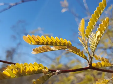 Velvet Mesquite