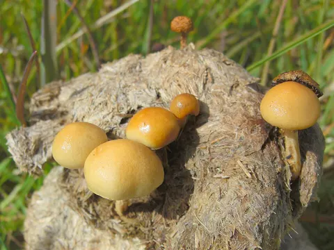 Halbkugeliger Träuschling (Protostropharia semiglobata)