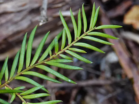 Prumnopitys ferruginea