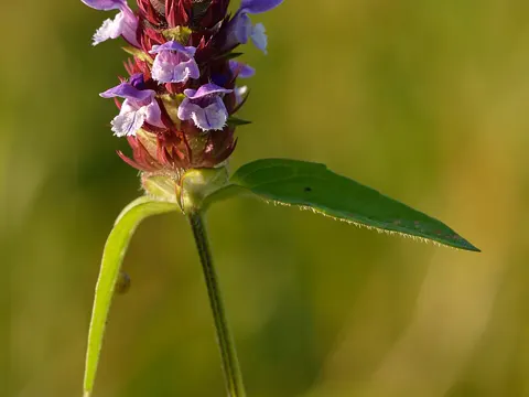 Self-heal