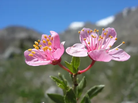 Desert Peach