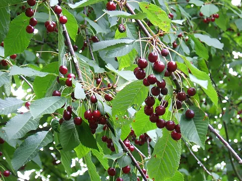Sweet Cherry