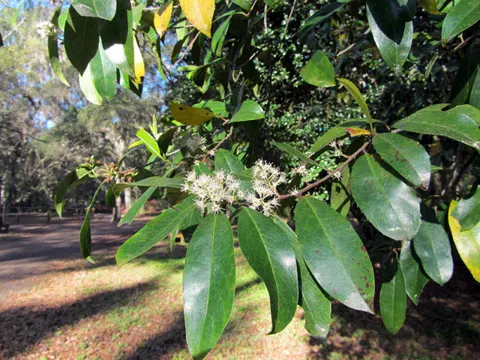 Carolina Cherry-laurel
