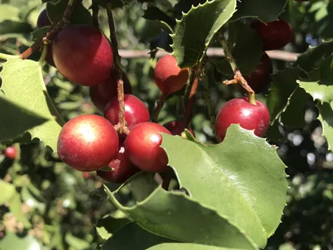 Prunus ilicifolia
