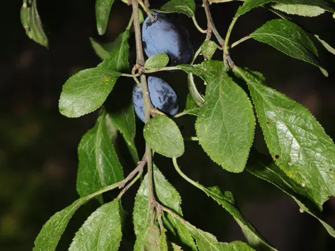 Haferpflaume