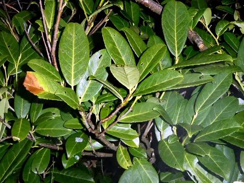 Cherry-laurel