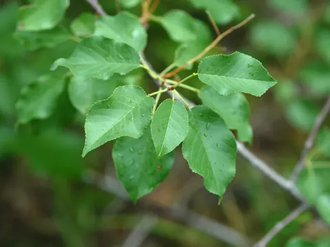 Felsenkirsche (Prunus mahaleb)