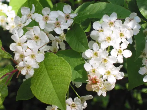 Bird Cherry