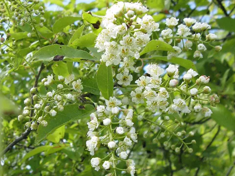 Chokecherry
