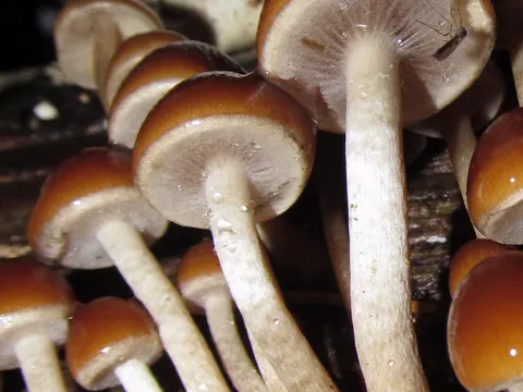 Wässriger Saumpilz (Psathyrella piluliformis)