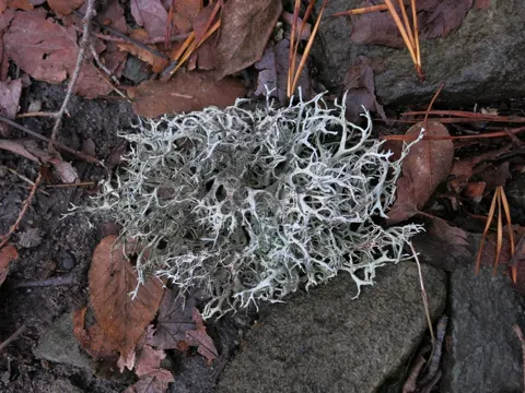 Pseudevernia intensa