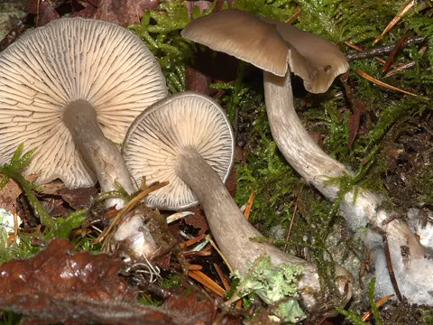 Kaffeebrauner Gabeltrichterling (Pseudoclitocybe cyathiformis)