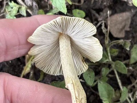 Kegeliger Risspilz (Pseudosperma rimosum)