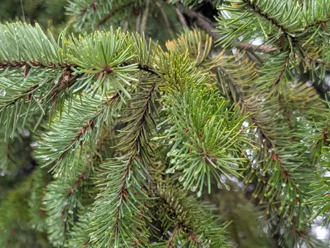 Douglas Fir