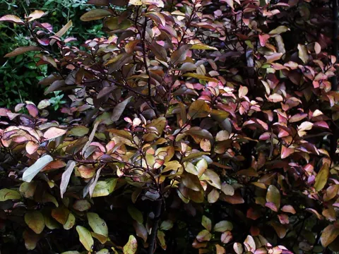 Pseudowintera colorata