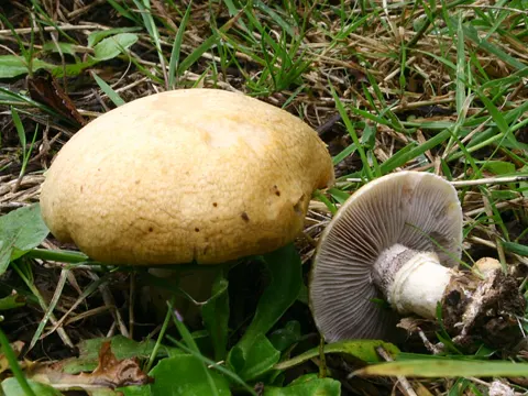 Psilocybe coronilla (Psilocybe coronilla)