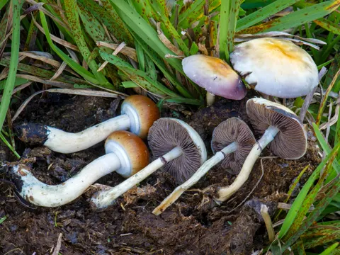 Psilocybe cubensis (Psilocybe cubensis)