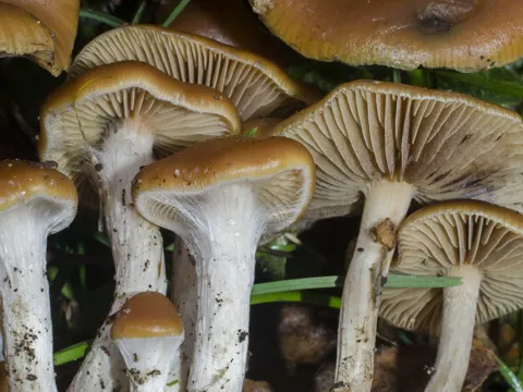 Blaufärbender Kahlkopf (Psilocybe cyanescens)