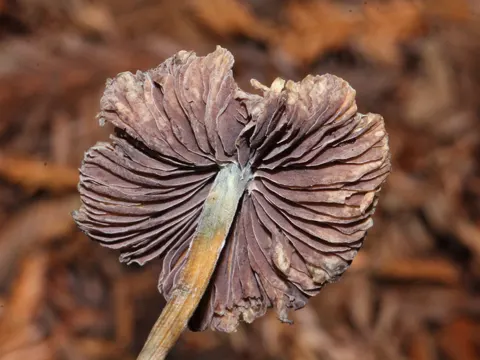 Spitzkegeliger Kahlkopf (Psilocybe semilanceata)