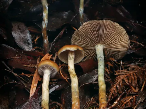 Psilocybe subaeruginosa