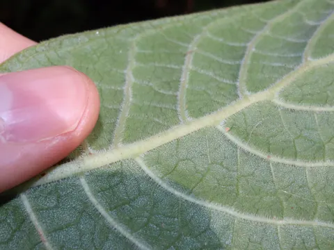 Psychotria loniceroides