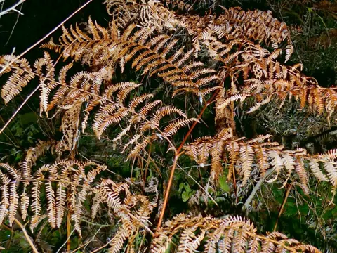 Bracken Fern